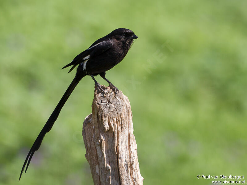 Magpie Shrikeadult