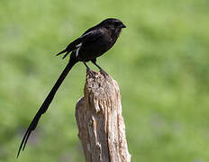 Magpie Shrike