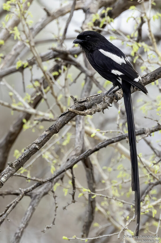 Corvinelle noir et blanc