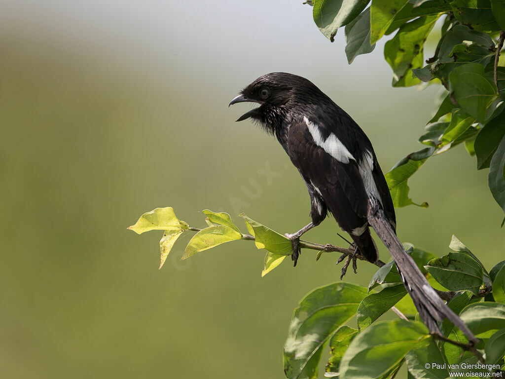 Corvinelle noir et blancadulte