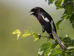 Magpie Shrike