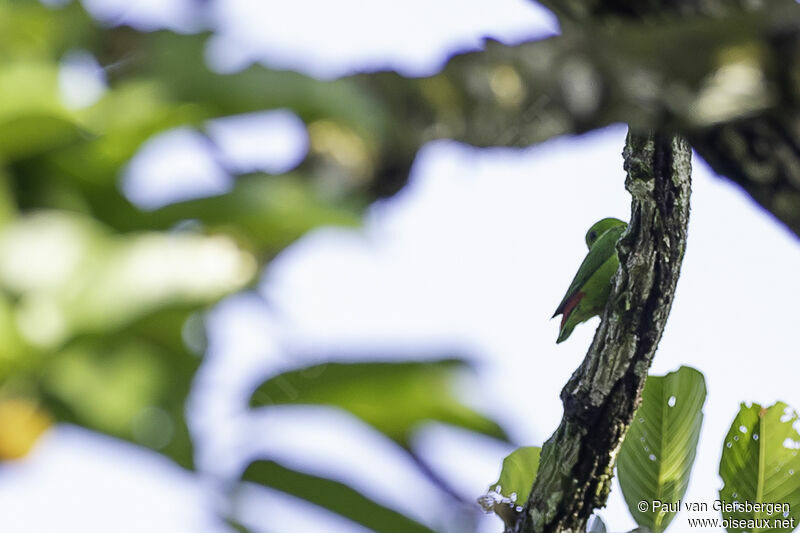 Blue-crowned Hanging Parrotadult