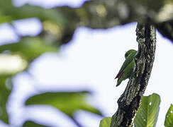 Blue-crowned Hanging Parrot