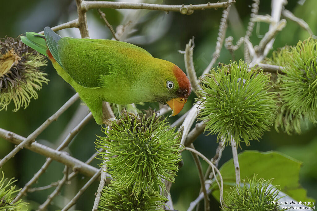 Sri Lanka Hanging Parrotadult