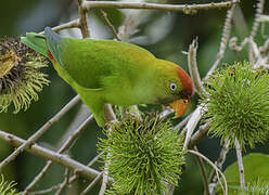 Sri Lanka Hanging Parrot