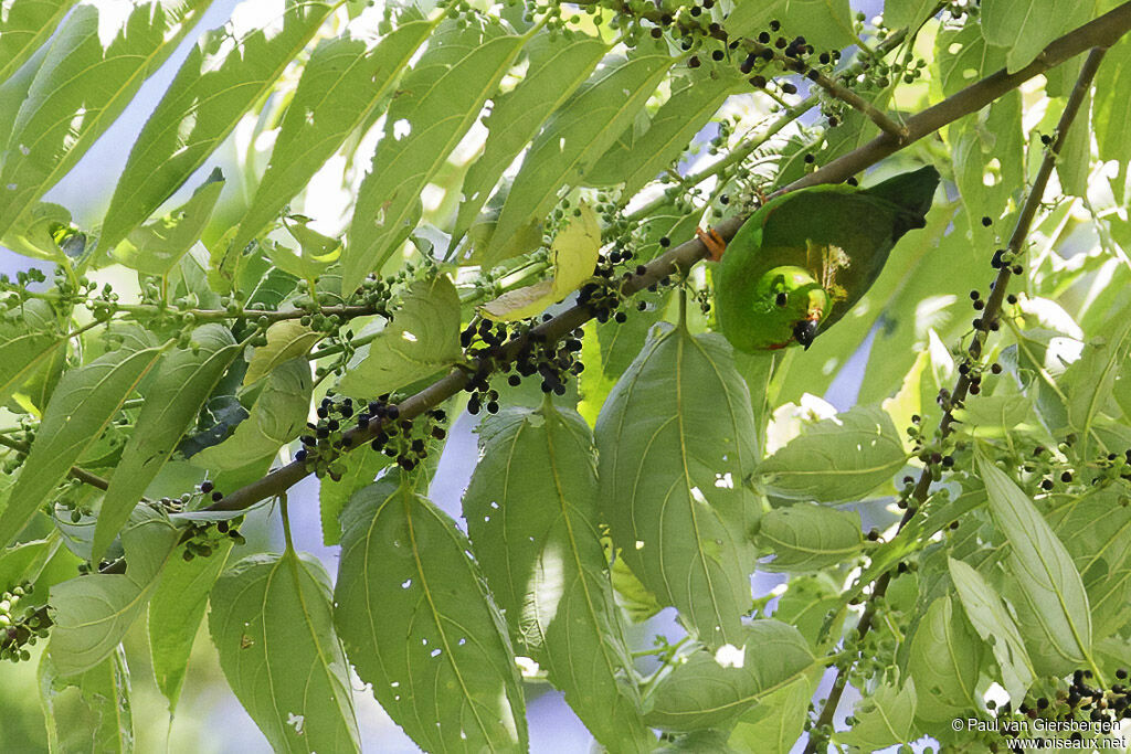 Coryllis des Célèbesadulte