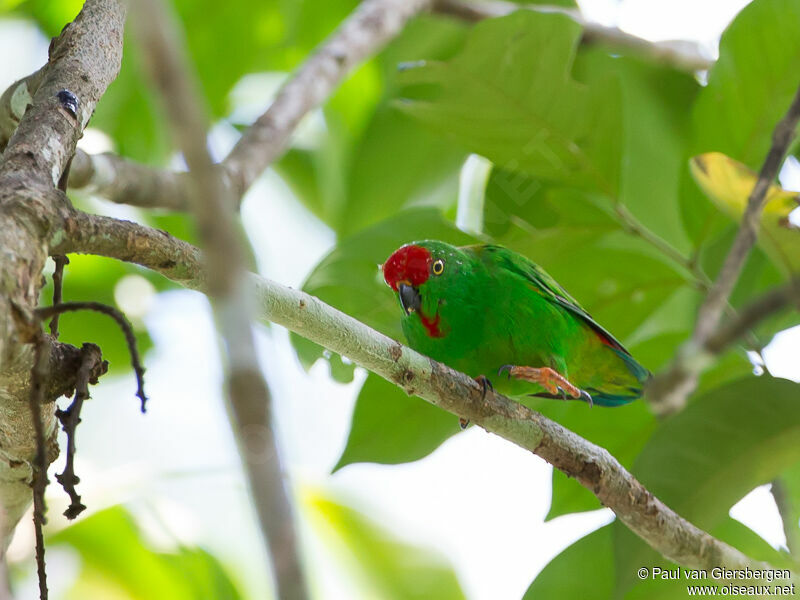 Moluccan Hanging Parrot