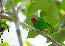 Moluccan Hanging Parrot