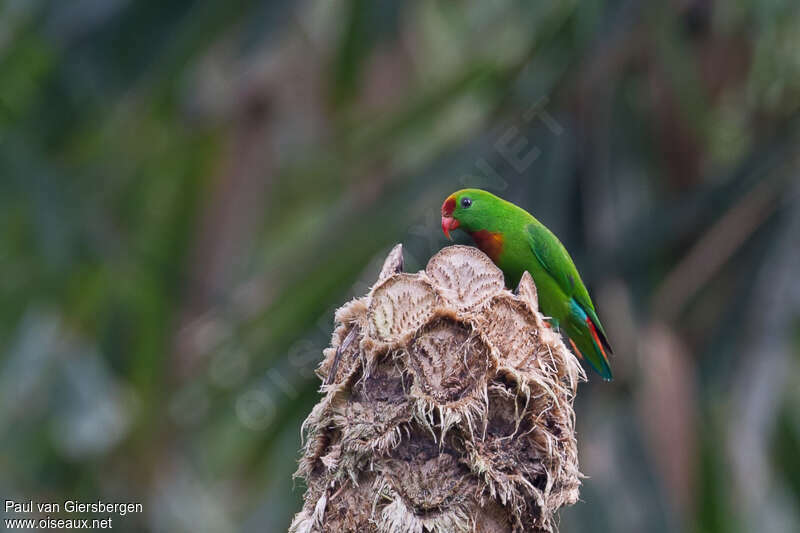 Philippine Hanging Parrotadult, identification