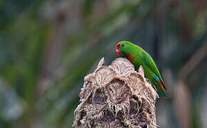 Philippine Hanging Parrot