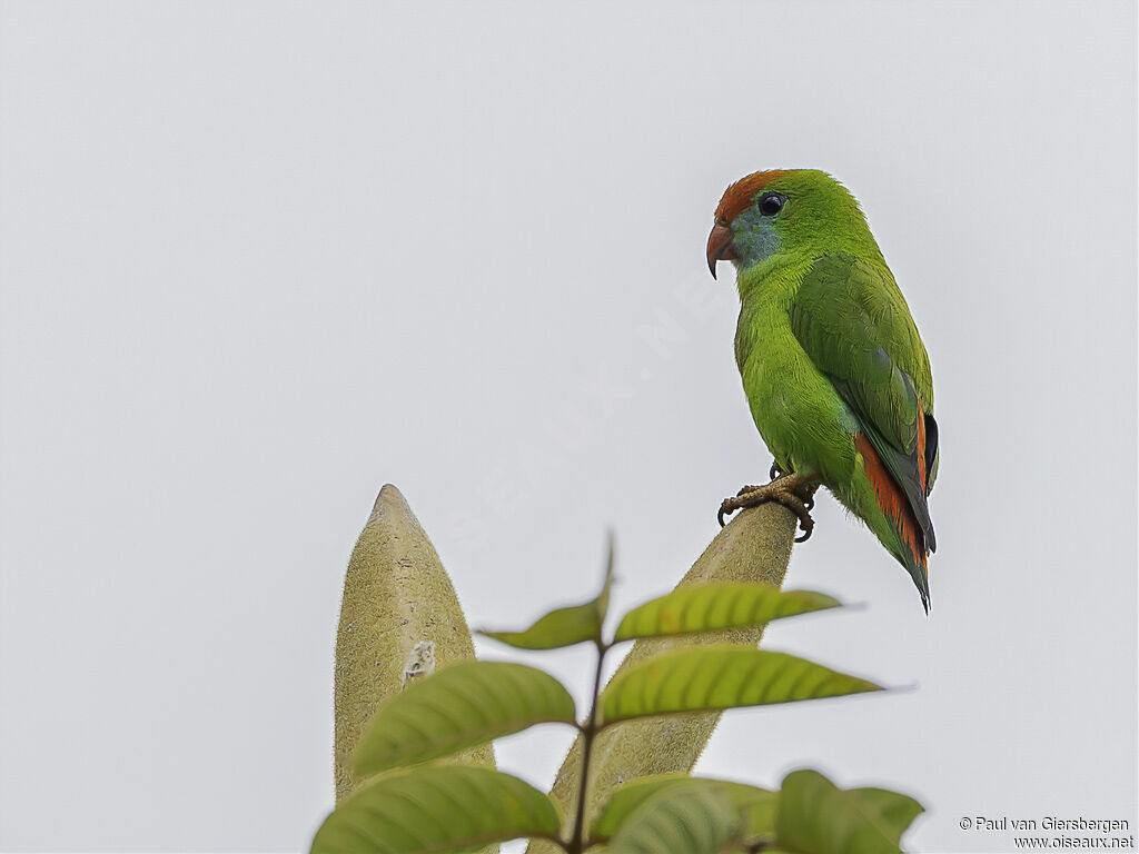 Philippine Hanging Parrotadult