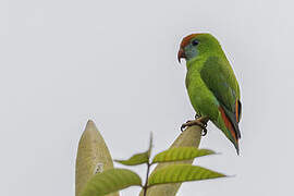 Philippine Hanging Parrot