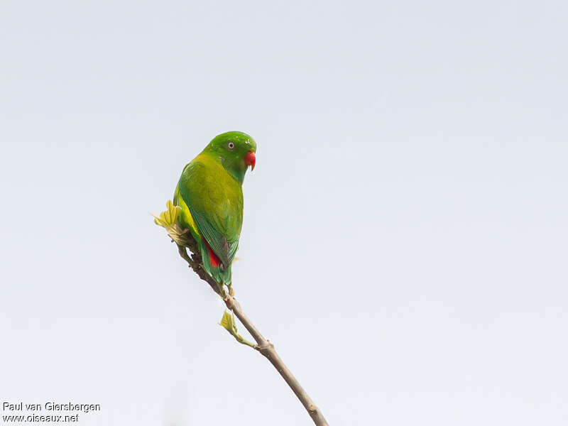 Vernal Hanging Parrotadult, identification