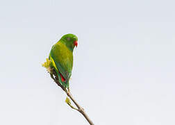 Vernal Hanging Parrot