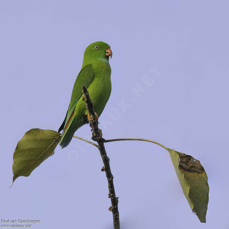 Vernal Hanging Parrotadult