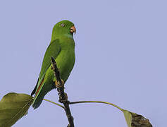 Vernal Hanging Parrot