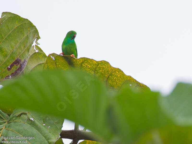 Pygmy Hanging Parrotadult, identification