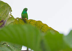 Pygmy Hanging Parrot