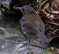 Corythopis à collier
