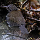 Corythopis à collier