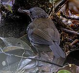 Corythopis à collier