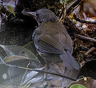 Ringed Antpipit