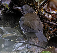 Corythopis à collier