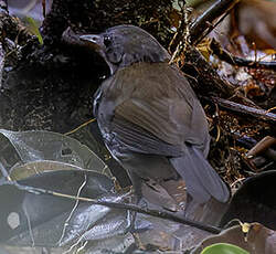 Corythopis à collier