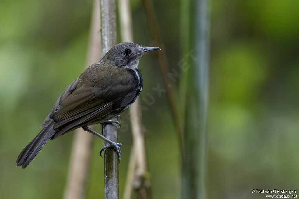 Corythopis à collieradulte