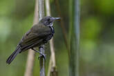 Corythopis à collier