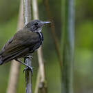 Corythopis à collier