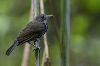 Corythopis à collier