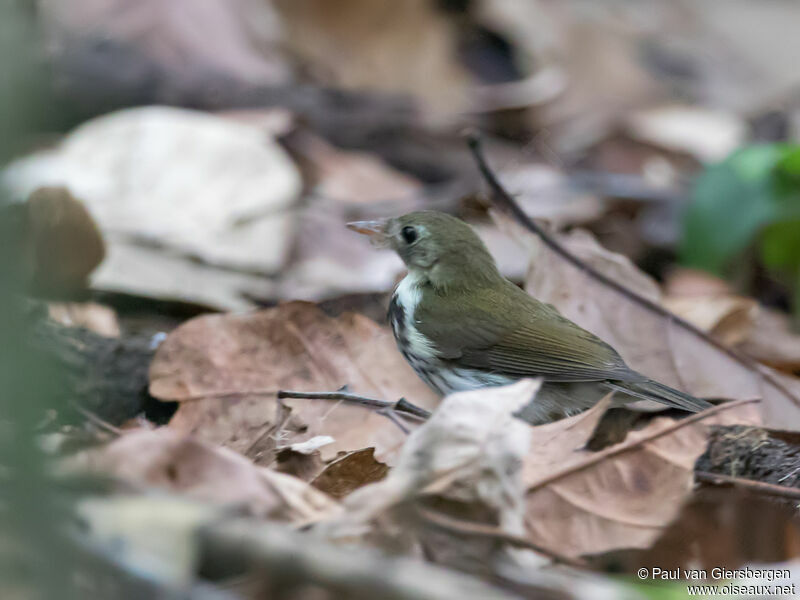 Southern Antpipit