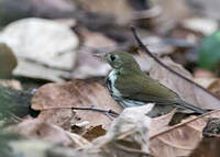 Corythopis de Delalande