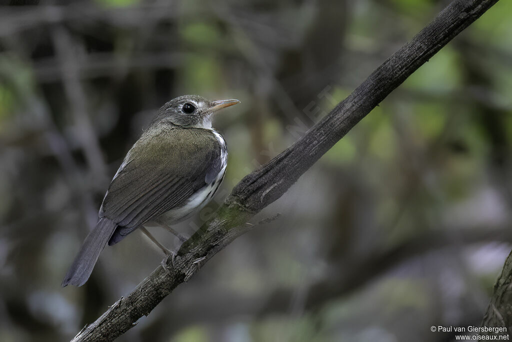 Southern Antpipitadult