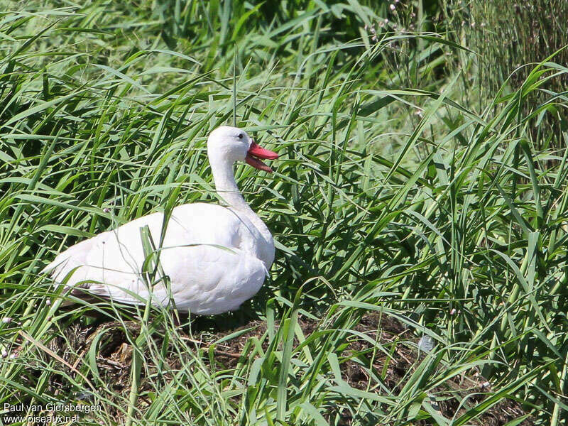 Coscoroba Swanadult, habitat, pigmentation, Reproduction-nesting