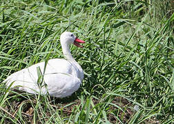 Coscoroba Swan