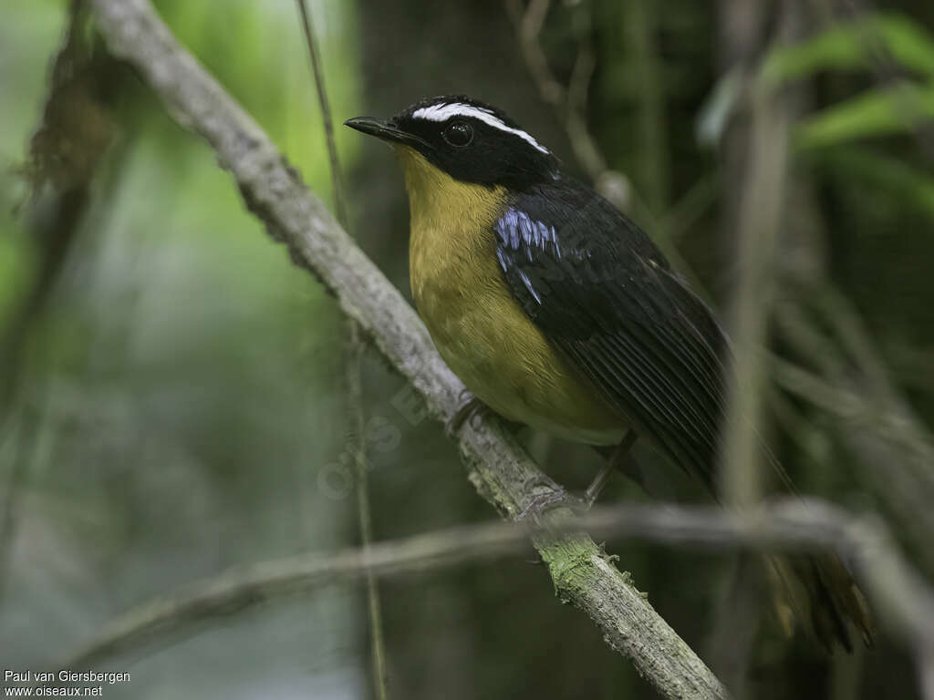 Blue-shouldered Robin-Chatadult, pigmentation