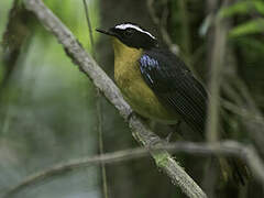 Blue-shouldered Robin-Chat