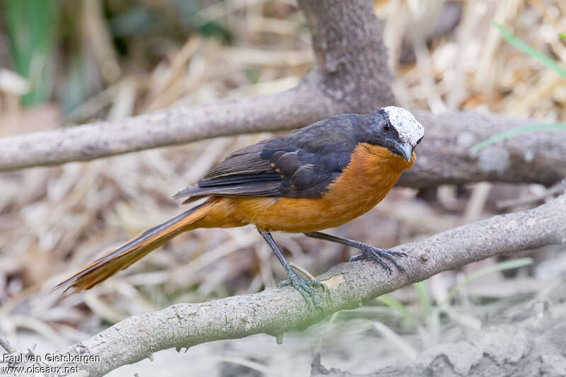White-crowned Robin-Chatadult, identification