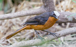 White-crowned Robin-Chat