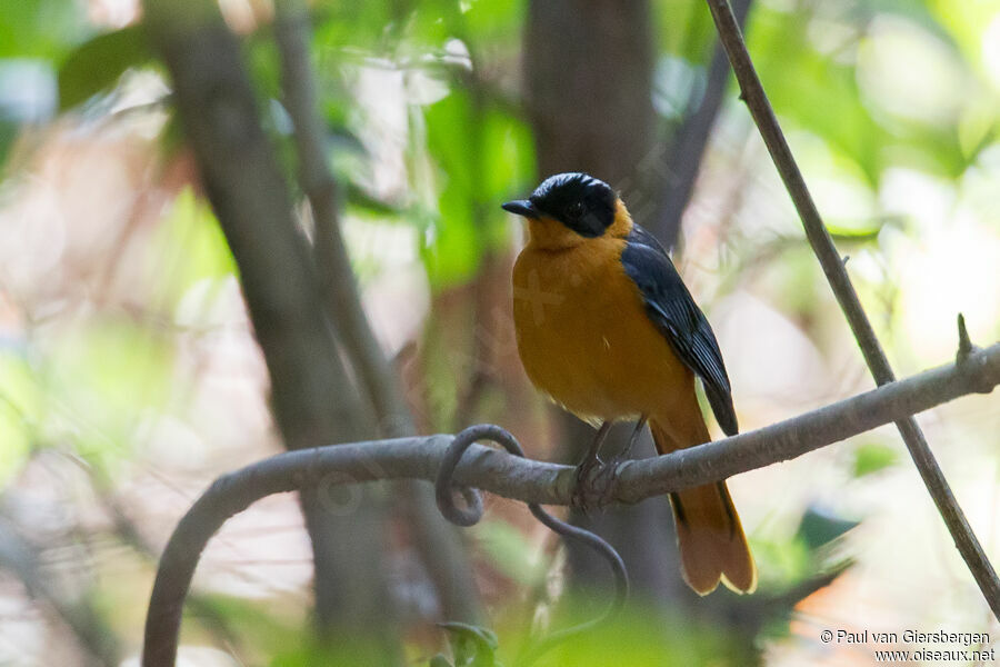 Snowy-crowned Robin-Chatadult