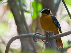 Snowy-crowned Robin-Chat