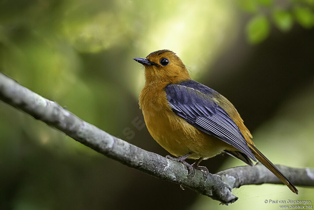 Red-capped Robin-Chatadult