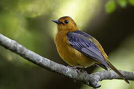 Red-capped Robin-Chat