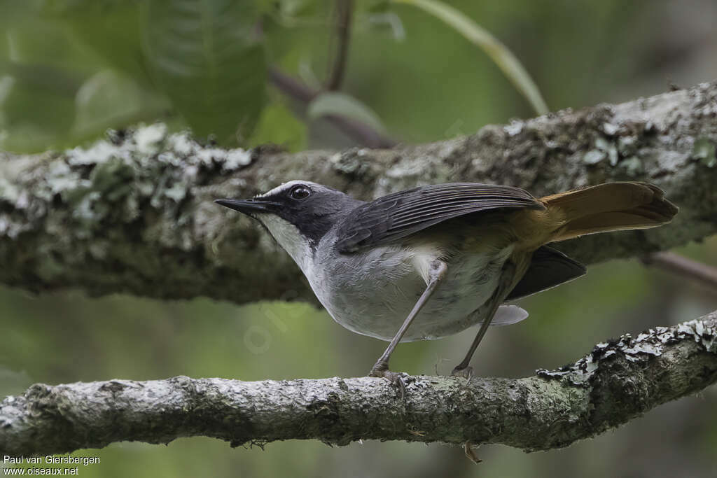 Olive-flanked Ground Robinadult, identification