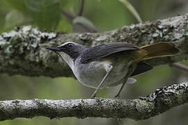 Olive-flanked Ground Robin