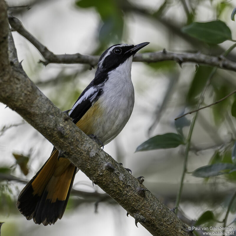 White-throated Robin-Chatadult