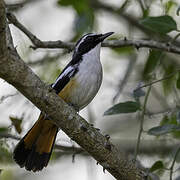 White-throated Robin-Chat