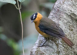 Grey-winged Robin-Chat